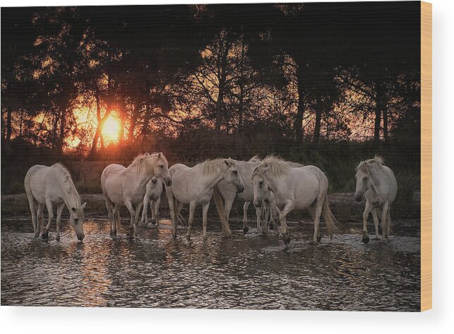Herd Wood Print featuring the photograph the White Herd by Wade Aiken