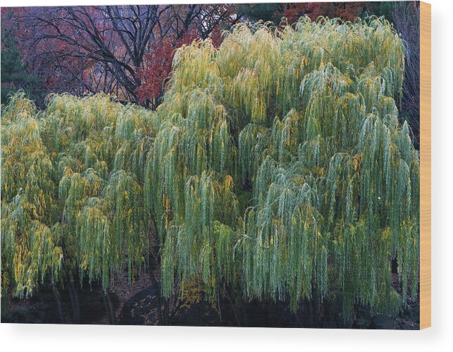 New York City Wood Print featuring the photograph The Willows of Central Park by Lorraine Devon Wilke