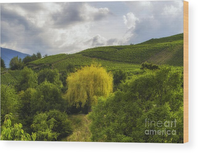 Michelle Meenawong Wood Print featuring the photograph the wineyards of Loc by Michelle Meenawong