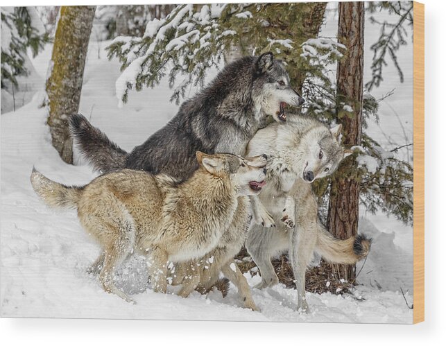 The Wolf Pack Wood Print featuring the photograph The Wolf Pack by Wes and Dotty Weber