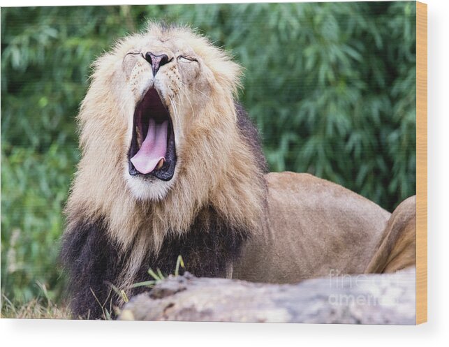Male Lion Wood Print featuring the photograph The Yawn by Ed Taylor