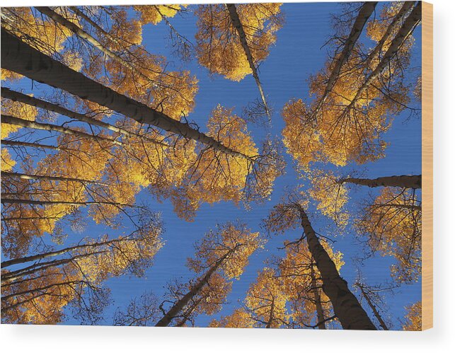 Aspen Foliage Wood Print featuring the photograph There is Gold Above by Tammy Pool