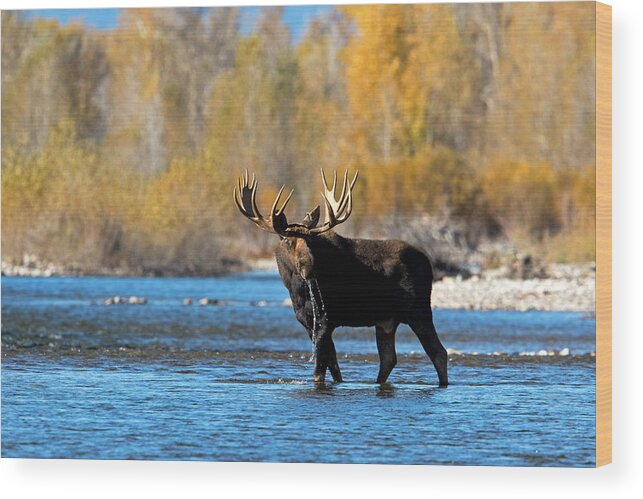 Moose Wood Print featuring the photograph Thirst Quenching by Shari Sommerfeld