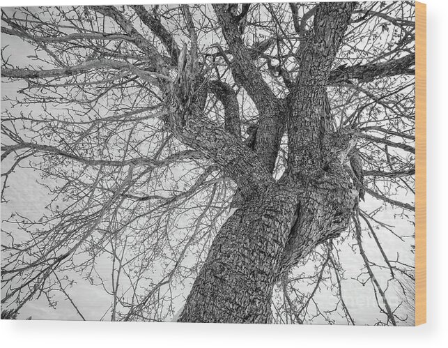 This Is Us Wood Print featuring the photograph This is Us Tree 2 by Edward Fielding