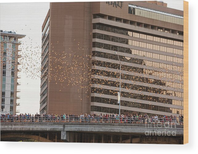 Austin Bats Wood Print featuring the photograph Thousands of tourists watch as Mexican free-tailed bats take flight from the Congress Bridge by Dan Herron