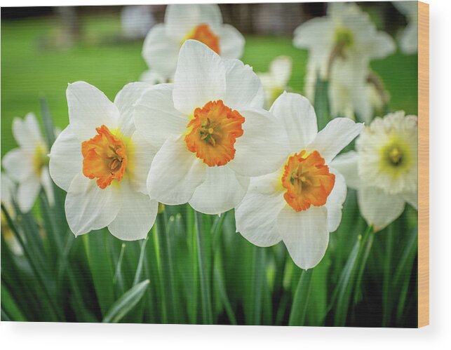 Daffodil Wood Print featuring the photograph Three Amigos by Bill Pevlor