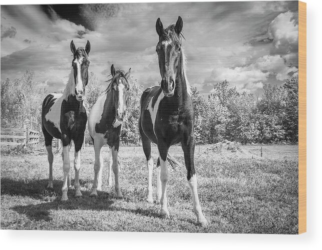 Horses Wood Print featuring the photograph Three Amigos by Holly Ross
