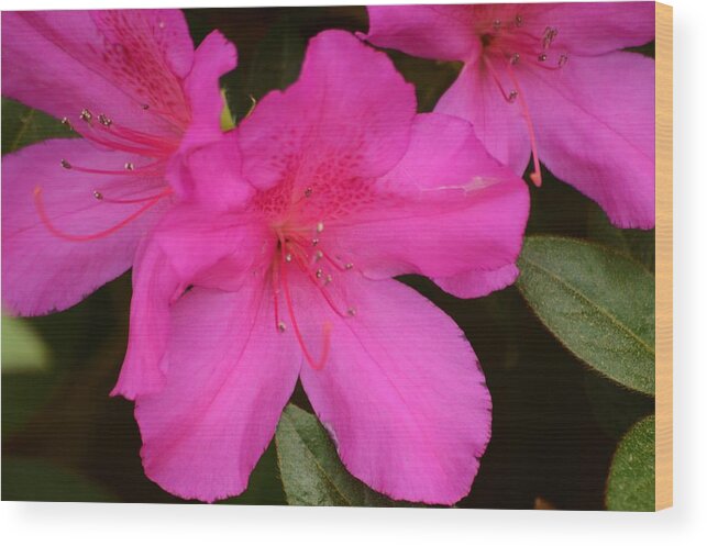 Three Azaleas Wood Print featuring the photograph Three Azaleas by Warren Thompson