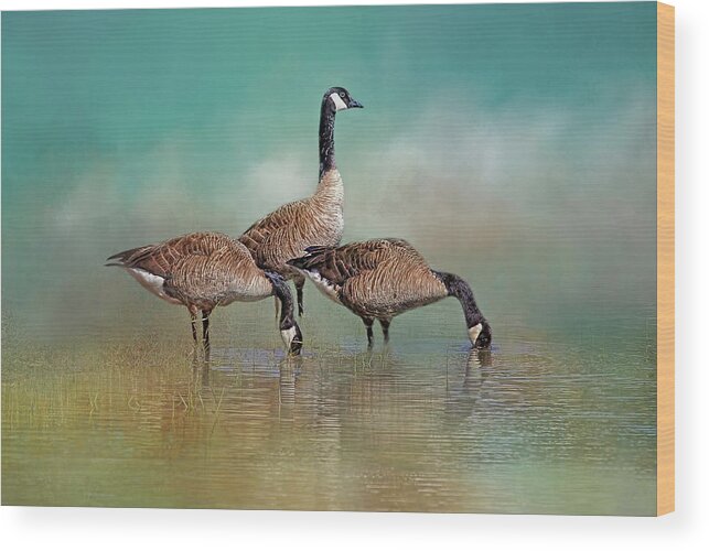 Canada Geese Wood Print featuring the photograph Three Canada Geese by HH Photography of Florida
