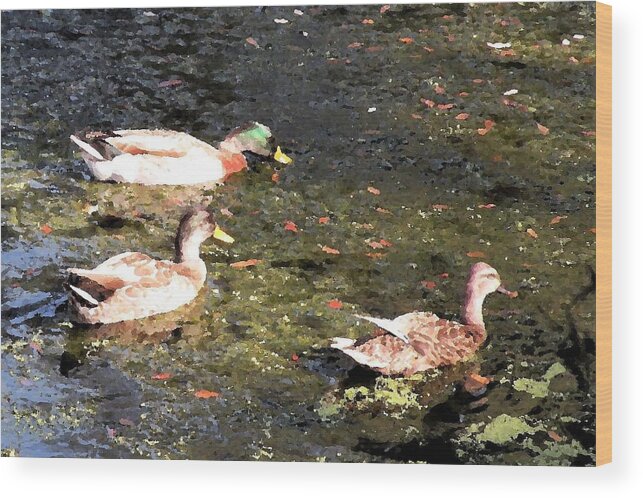 Ducks Wood Print featuring the photograph Three Ducks by Kim Bemis
