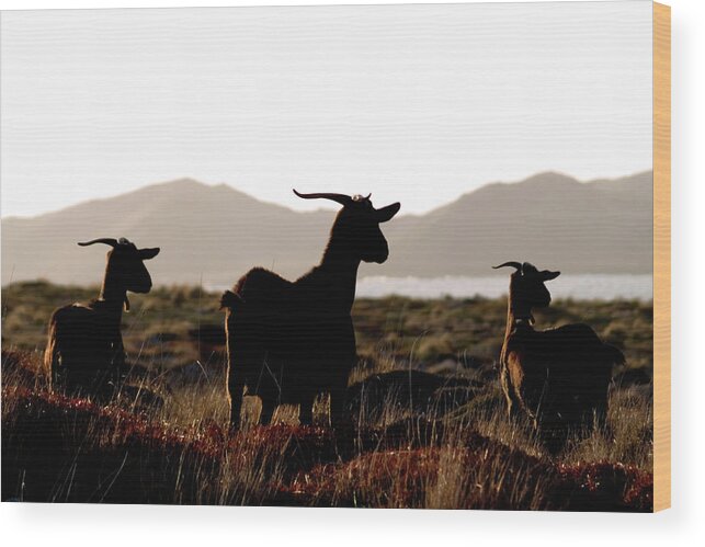 Goat Wood Print featuring the photograph Three Goats by Pedro Cardona Llambias