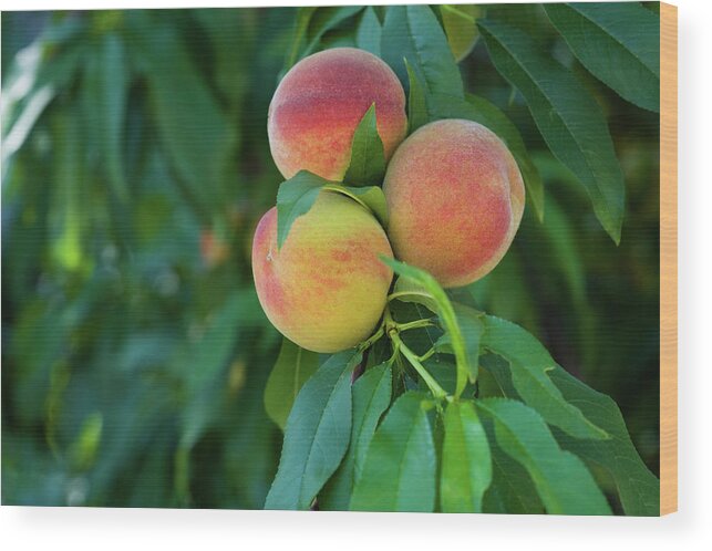 Peach Wood Print featuring the photograph Three Peaches by Diane Macdonald