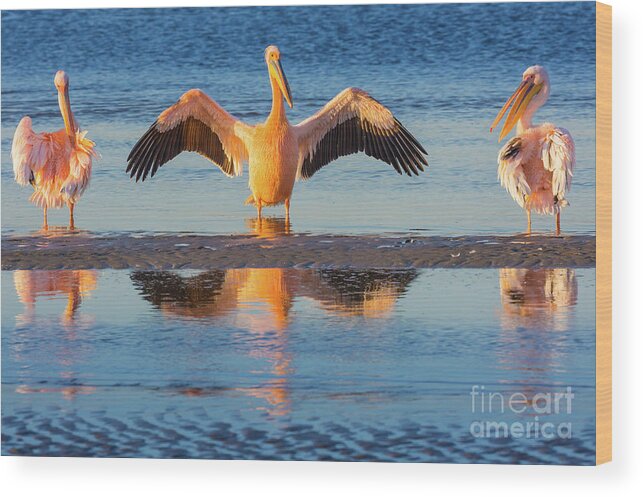 Africa Wood Print featuring the photograph Three Pelicans by Inge Johnsson