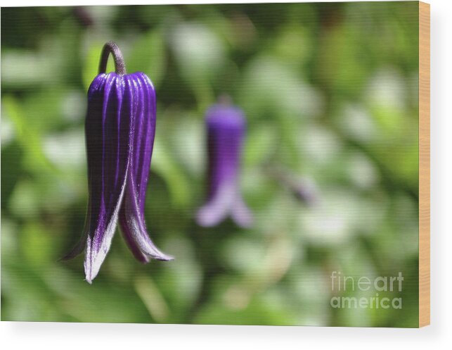 Anther Wood Print featuring the photograph Three Purple Flowers- Leech Botanical Garden by Rick Bures