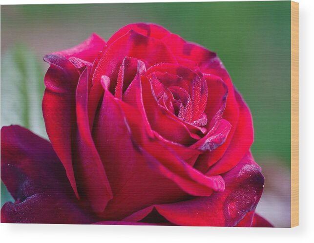 Green Wood Print featuring the photograph Three Quarter View Happy Red Rose by Dina Calvarese