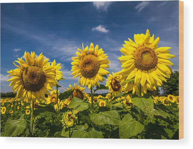 Blue Sky Wood Print featuring the photograph Three Suns by Ron Pate