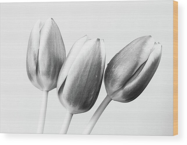 Artistic Wood Print featuring the photograph Three Tulips by Tanya C Smith