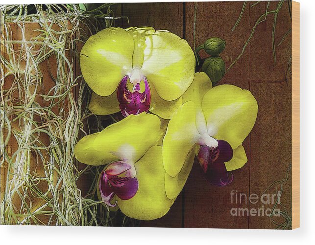 Flowers Wood Print featuring the photograph Three Yellow Orchids by Deb Nakano