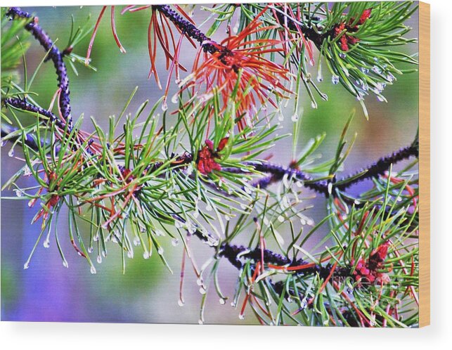 Idaho Wood Print featuring the photograph Thru the winter beauty by Merle Grenz