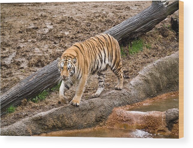 Prowl Wood Print featuring the photograph Tiger on the Prowl by Douglas Barnett
