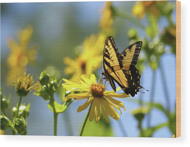 Tiger Swallowtail Wood Print featuring the photograph Tiger Swallowtail by Brook Burling