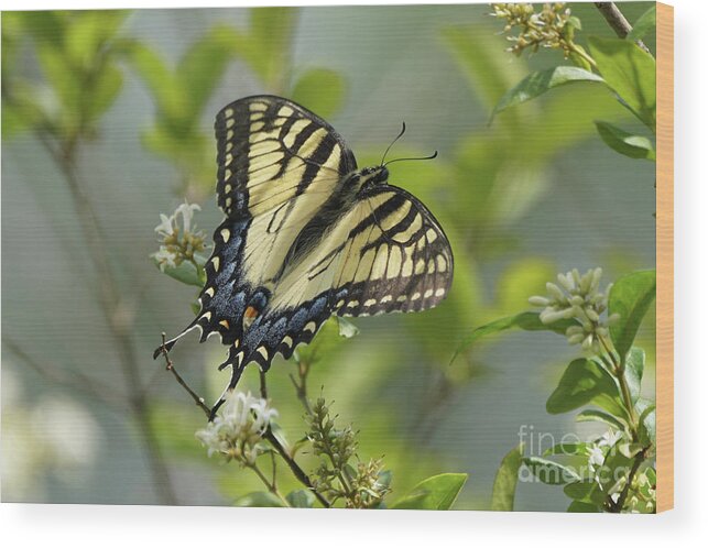 Tiger Swallowtail Butterfly Wood Print featuring the photograph Tiger Swallowtail Butterfly in the Privet 2 by Robert E Alter Reflections of Infinity