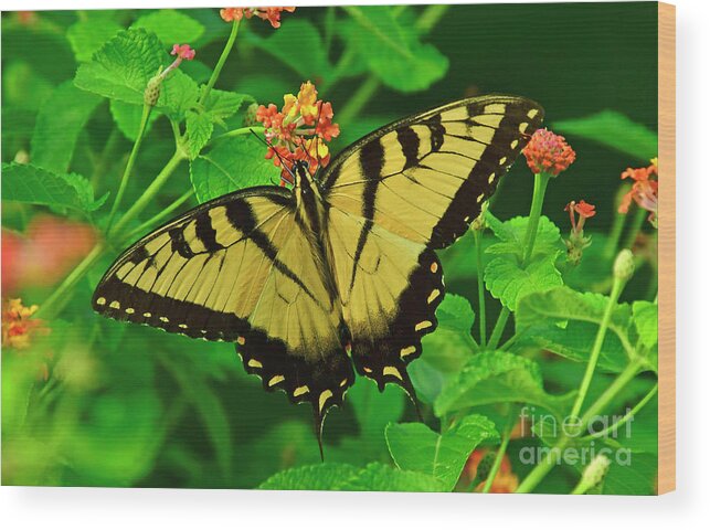 Butterfly Wood Print featuring the photograph Tiger Swallowtail Butterfly by Kathy Baccari