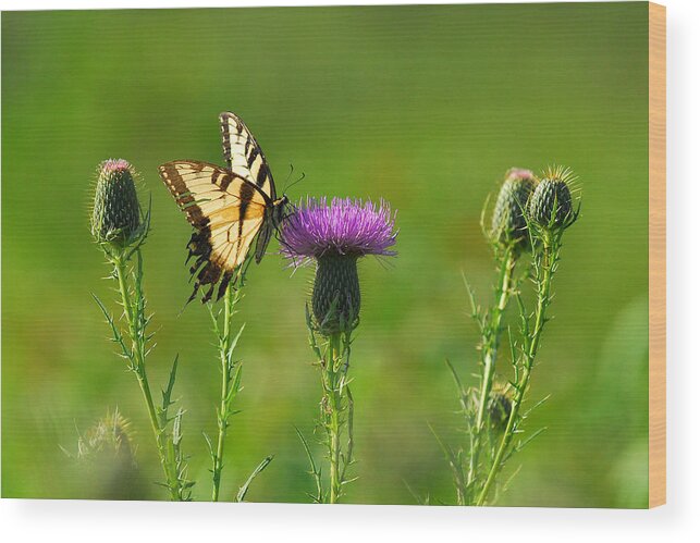 Tiger Swallowtail Wood Print featuring the photograph Tiger Swallowtail on Thistle by Alan Lenk