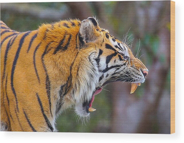 Tiger Wood Print featuring the photograph Tiger Yawn by Dart Humeston
