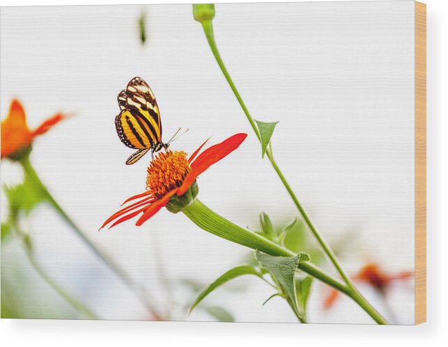 Butterfly Wood Print featuring the photograph tigerwing at plus 1EV by Edward Kreis