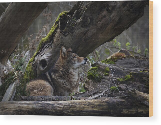 Timber Wolf Wood Print featuring the photograph Timber Wolf by Randy Hall