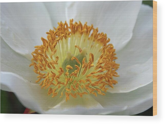 Peony Wood Print featuring the photograph Tiny Dancers by Michiale Schneider