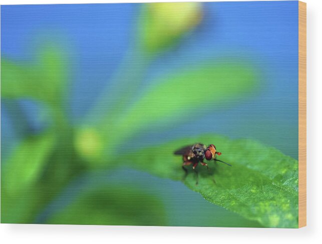 Photograph Wood Print featuring the photograph Tiny Fly on Leaf by Larah McElroy