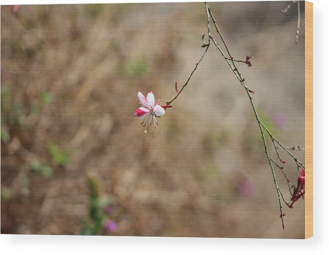 Tiny White Flower Wood Print featuring the photograph Tiny Red and White Wildflowers by Colleen Cornelius