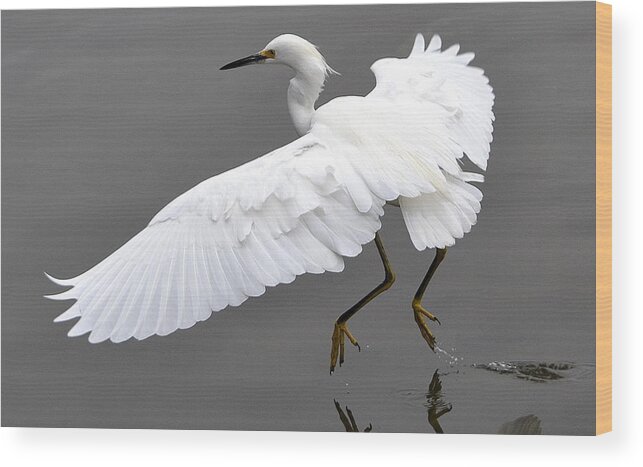 Snowy White Egret Wood Print featuring the photograph Tiptoe by Fraida Gutovich