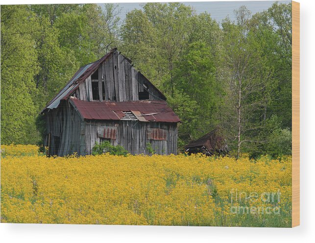 Barn Wood Print featuring the photograph Tired Indiana Barn - D010095 by Daniel Dempster