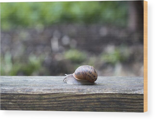 Nature Wood Print featuring the photograph Tired snail by Helga Novelli
