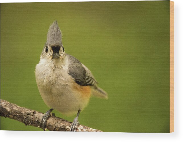 Here Wood Print featuring the photograph Titmouse Says Here is Looking at You by Douglas Barnett