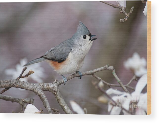 Tufted Wood Print featuring the photograph Titmouse Song - D010023 by Daniel Dempster