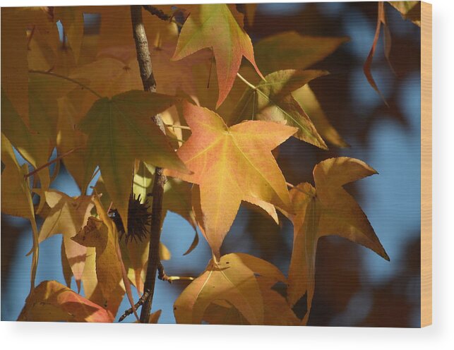  Wood Print featuring the photograph Fall Leaves #1 by Alex King