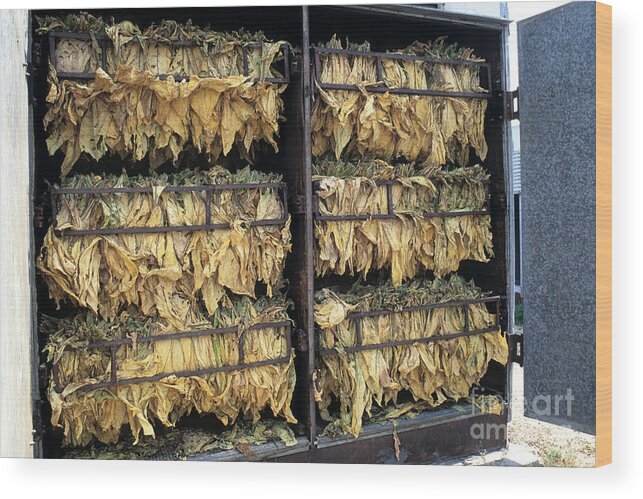 Tobacco Wood Print featuring the photograph Tobacco Drying In Barn by Inga Spence