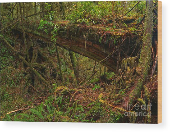 Pacific Rim National Park Wood Print featuring the photograph Tofino Natural Bridge by Adam Jewell