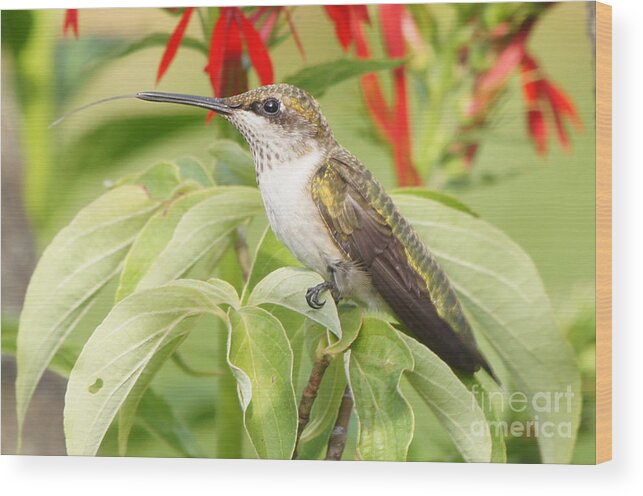 Hummingbird Wood Print featuring the photograph Tongue n Beak Hummingbird by Robert E Alter Reflections of Infinity