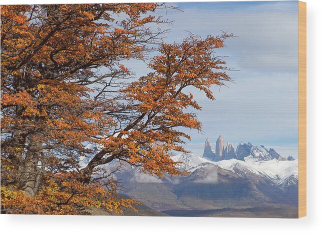 Mountains Wood Print featuring the photograph Torres del Paine in Fall by Max Waugh