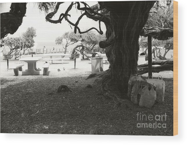 La Jolla Wood Print featuring the photograph Torrey Pines Baggage Claim by Heather Kirk