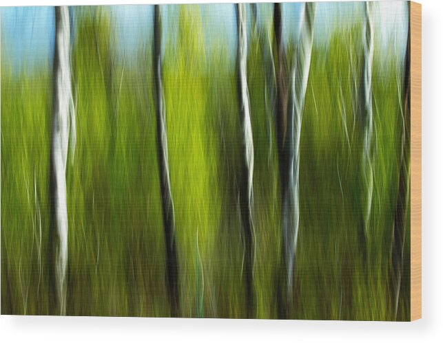 Trees Wood Print featuring the photograph Torsion and Tension by Todd Klassy