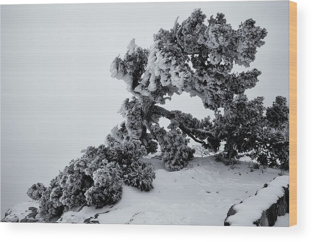 Albuquerque Wood Print featuring the photograph Tortured Juniper by Alan Vance Ley