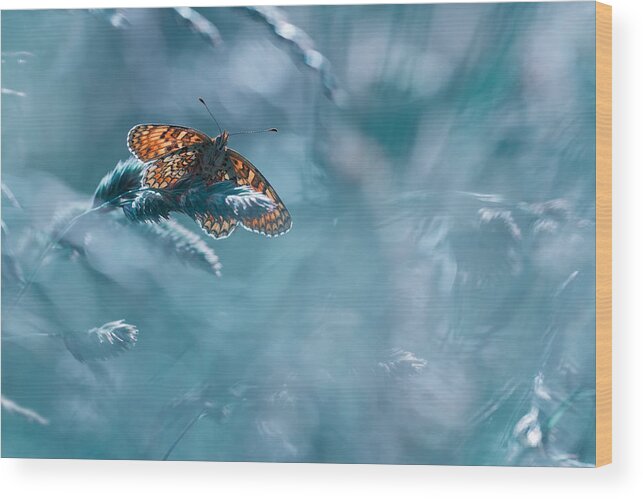 Butterfly Wood Print featuring the photograph Total Kheops by Fabien Bravin