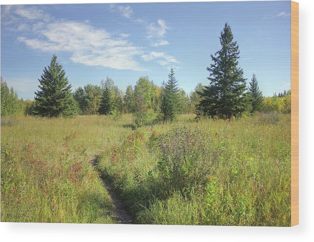 Meadow Wood Print featuring the photograph Trail in September Meadow by Jim Sauchyn