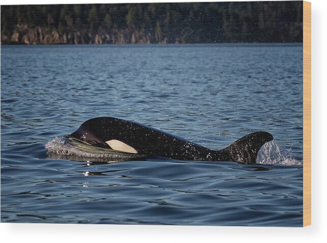 Orca Wood Print featuring the photograph Transient by Randy Hall